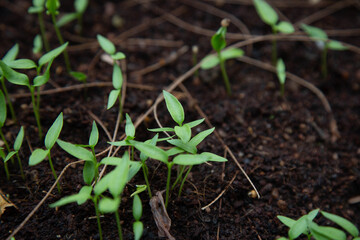 Fresh Green Plants