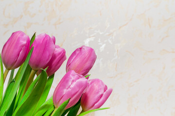 Bouquet of seven pink tulips closeup. card for March 8.neutral indoors background.