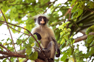 Zanzibar red colobus monkey sitting on the tree and resting. Zanzibar Island, Tanzania