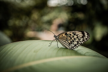 mariposa 