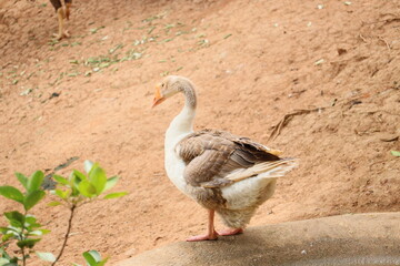 Goose on the farm taking bath