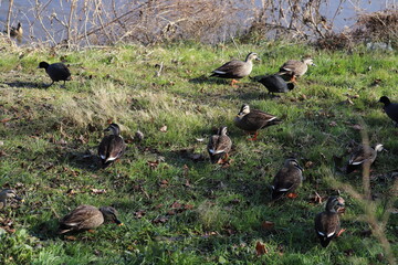 冬の河川敷で休憩するカルガモとオオバンの群れ