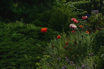 Green conifers and other shrubs create a suitable background for a group of brightly flowering poppies. 