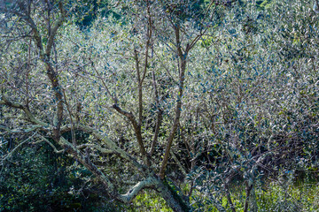 Olive orchard, Island of Iz, Zadar archipelago, Dalmatia, Croatia