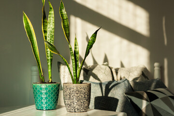 Cozy home interior decor, Sansevieria (snake plant) in ceramic pots on a white table on the background of a bed with decorative pillows, modern design on a sunny day.