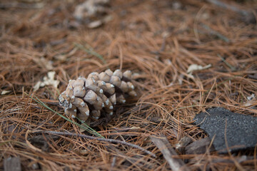 close up of pine cones