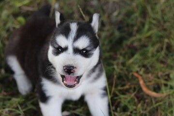 siberian husky puppy