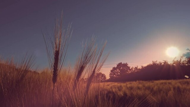 Close up of wheat ears against beautiful sunset sky