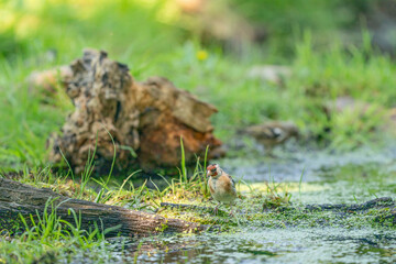 Goldfinch with a red head, songbird, standing on the water's edge, with reflection. In the background a dead tree trunk, branches and grass