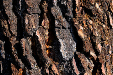 Textured Tree Bark nature Close Up for Background, Bark of pine tree