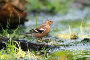 Obraz premium Goldfinch with a red head, songbird, standing on the water's edge, with reflection. In the background a dead tree trunk, branches and grass