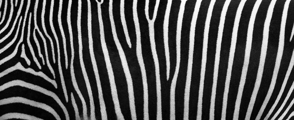 Zebra stripes, Beautiful natural background. Close-up view of zebra stripes © EvgeniyQW