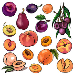Collection of peaches, pears, plums, apricots, colorful illustrations of fruits, orange and purple color, isolated, for custom design and print