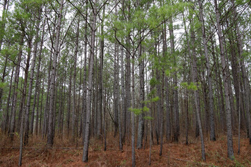 tall pine trees forest woodland forestry land in autumn with pine needles