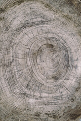 Fototapeta premium 松尾大社の風景