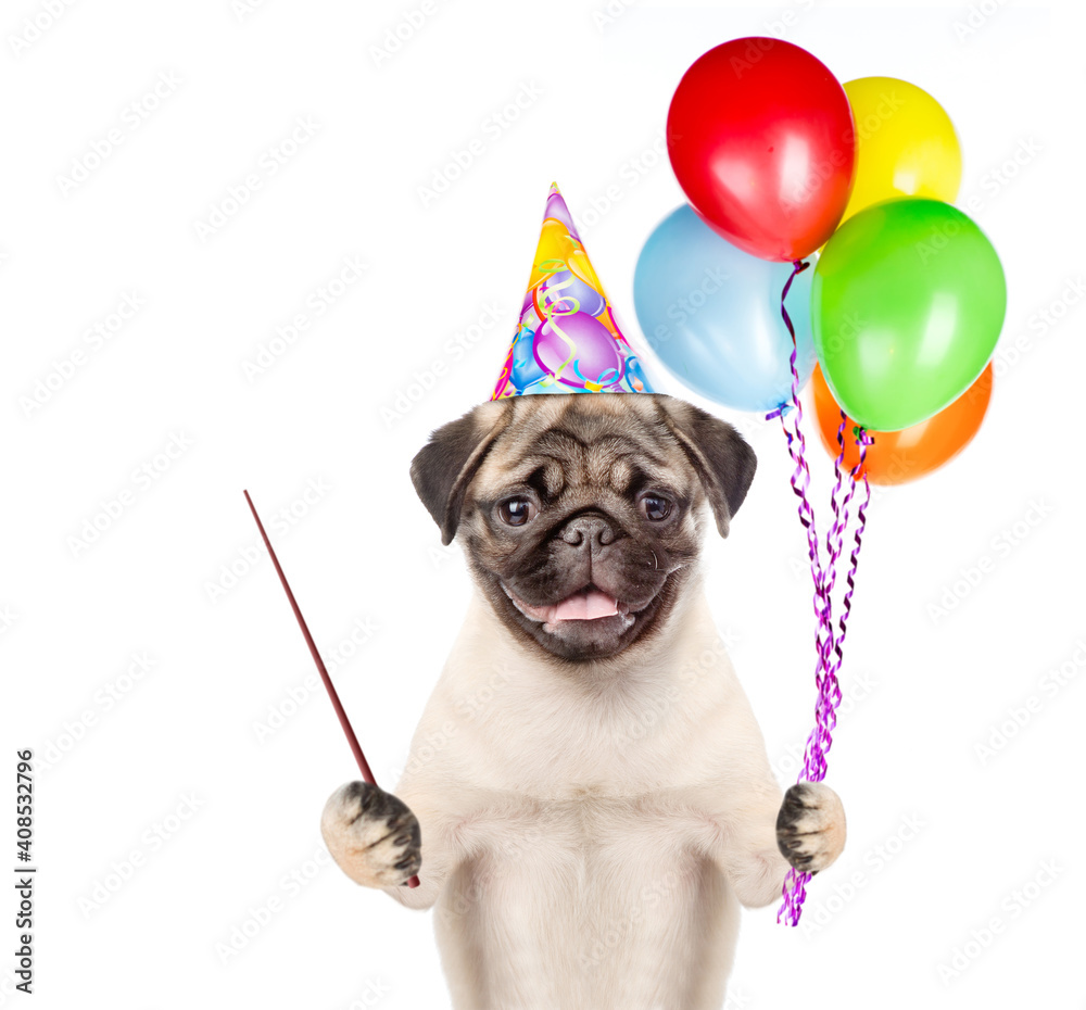 Poster pug puppy wearing a party`s hat holds balloons and points away on empty space. isolated on white bac