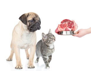 Owner feeds cat and dog with a raw meat. isolated on white background