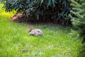 Two sweet little baby bunnies walking on the meadow eating grass, easter spring background with copy space