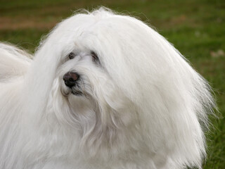 Havanese dog