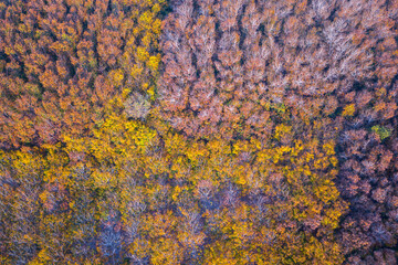 Top view from flying drone over Colorful autumn forest trees. Forest trees in colorful autumn fall. 