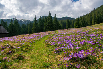 Beautiful meadow with blooming purple crocuses on mountains background