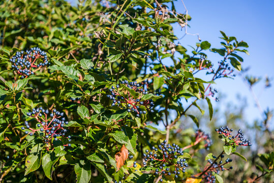Bilberries or wild myrtle blueberries are edible, dark blue berries, Island of Iz, Zadar archipelago, Dalmatia, Croatia