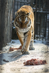 Feeding meat to a tiger in the zoo. A tiger in a cage at the zoo is going to have lunch. The graceful and graceful gait of a tiger