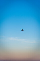 Fototapeta na wymiar Seagull in flight, Zadar, Dalmatia, Croatia