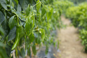 Green pepper hanging in pepper field