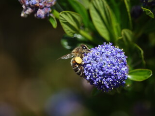 honey bee feeding on ceanothus flowers