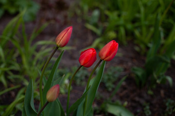 large horizontal photo. Nature. Ecology. Spring time. Background. Lilac buds. Three half-open tulips against the background of blurred zemdi. First spring flowers.