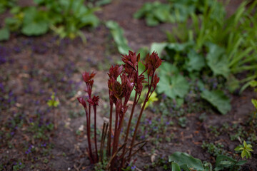 large horizontal photo. Nature. Ecology. spring time. Environment. First spring foliage. Small red leaves on a flower bed. Sunny day. New nature. After the winter. Red bush sprouts.