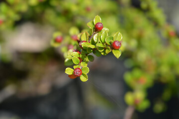 Rock cotoneaster