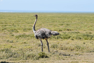 An ostrich on the green, yellowish fields in the savannah.