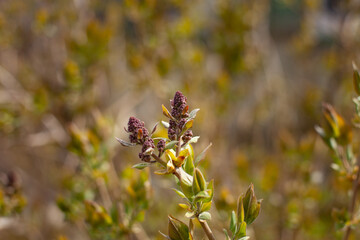 large horizontal photo. Nature. Ecology. Spring time. Background. Lilac buds. Small branches with buds and rudiments of lilacs against a background of blurred foliage and ground.