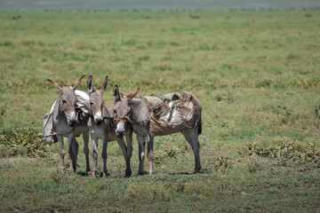 Naklejka na ściany i meble Three donkeys with equipment on their backs in the savannah. Short and green grass.