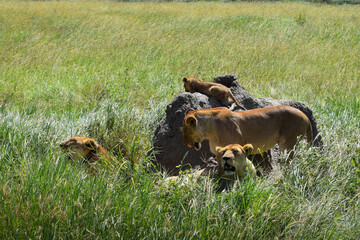 A pack of lionesses and cubs in the savannah with by and on rocks with grassy fields in the background.