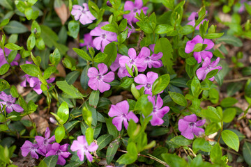 Large horizontal photo. background. Nature. Ecology. Small pink flowers on a background of lithias. Sunny day. Summer time. First spring flowers.