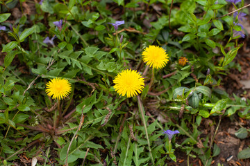 Large horizontal photo. background. Nature. Ecology. A bush of blossoming yellow dandelions. Sunny day. Summer time. First spring flowers.