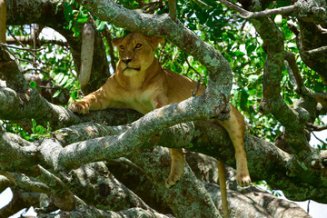 Female lion, lioness, sitting in a tree.