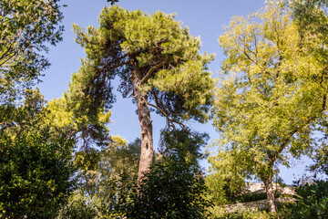 Historic city park - Perivoj Kraljice Jelene in the city centre, Zadar, Dalmatia, Croatia