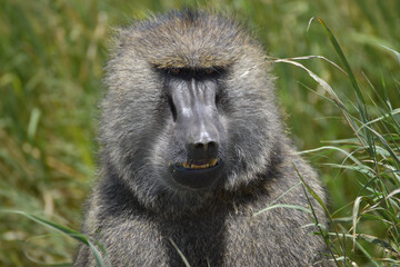 Close up picture of a baboon's face.