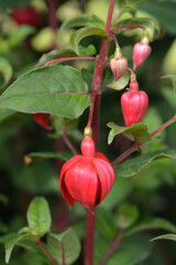 Hybrid Fuchsia