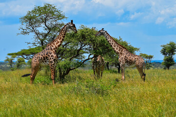 Fototapeta premium Giraffes in the savannah eating leaves.