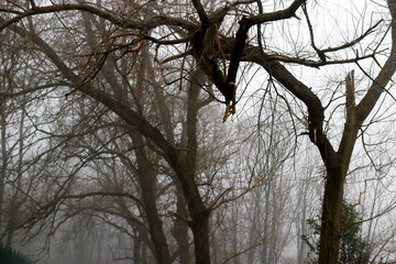 Tree in a winter day