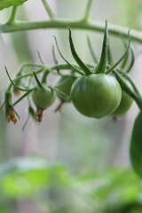 栽培中のトマト