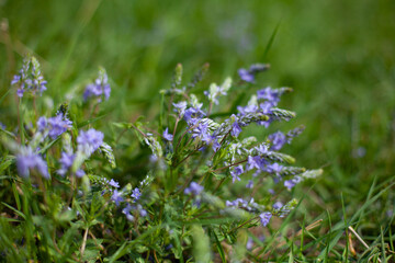 Large horizontal photo. background. Nature. Ecology. Small purple flowers in green grass. Small flowers on a background of blurred grass and leaves. Summer time.