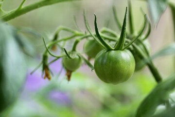 栽培中のトマト