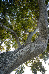 Mottled bark of plane tree, Zadar, Dalmatia, Croatia