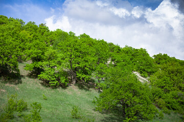 Fototapeta premium large horizontal photo. Nature. Ecology. Summer time. Environment. Scenery. Forest before the rain. Tall beautiful green trees on the slope. Wild forest. Fresh air. Rain clouds.